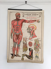 Educational anatomical poster - eyespy