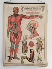 Educational anatomical poster - eyespy