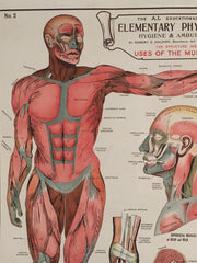 Educational anatomical poster - eyespy