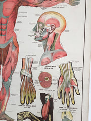 Educational anatomical poster - eyespy