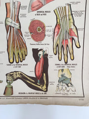 Educational anatomical poster - eyespy