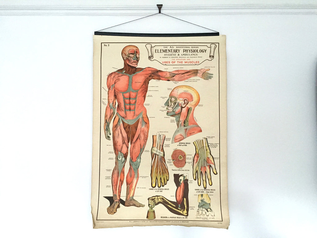 Educational anatomical poster - eyespy