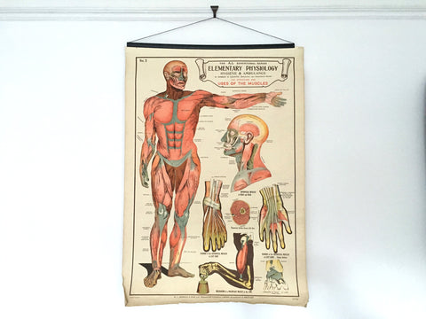Educational anatomical poster