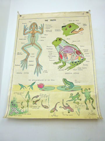 Large 60s school educational poster